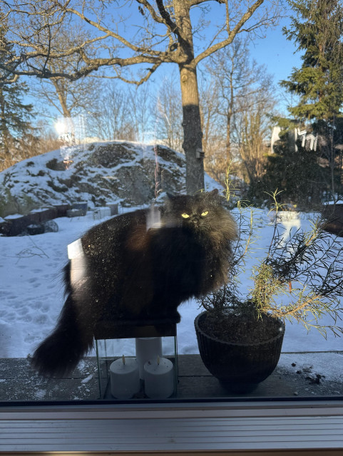 En svart långhårig katt fotad genom en altanruta framför en snöig trädgård och kala träd mot en blå himmel. Katten sitter på en ljuslykta i svart plåt och tittar in med gulgröna kisande ögon och sol i ansiktet.