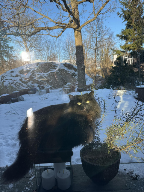 En svart långhårig katt fotad genom en altanruta framför en snöig trädgård och kala träd mot en blå himmel. Katten sitter på en ljuslykta i svart plåt och tittar in med stora gulgröna ögon och sol i ansiktet.