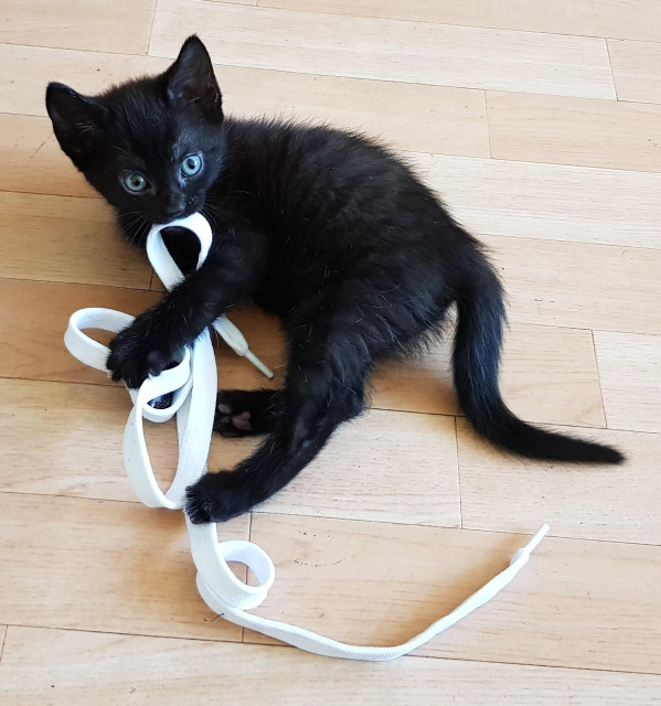 A picture of my cat, Max, when he was a kitten. He is lying on the floor on his side, with a white shoelace in his mouth and around his paws because he's been playing with it. He's looking up at the camera