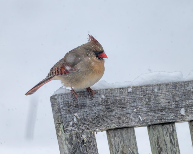 A photograph of a female Northern Cardinal perched on the back of a snow-dusted wooden chair.
