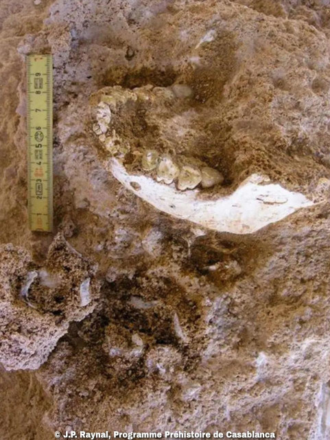 Casablanca fossils dated 773,000 years back reveal African origin of last common ancestor of humans and Neanderthals

A set of ancient human bones from Casablanca reshapes how we think about early human history. New research places a key ancestral population of modern humans and Neanderthals in northwest Africa around 773,000 years ago. The study draws on fossils, stone tools, and precise geological dating from a cave known as the Grotte à Hominidés at Thomas Quarry I in Morocco...