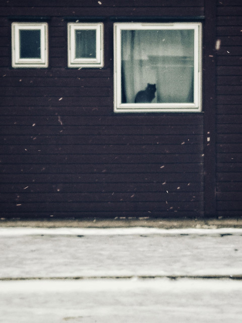 A dark facade of a house, with one square and two smaller windows. A black cat is sitting on the windowsill of the square window between the glass and a light grey curtain, looking directly towards me. It's snowing and the pavement is snow-covered