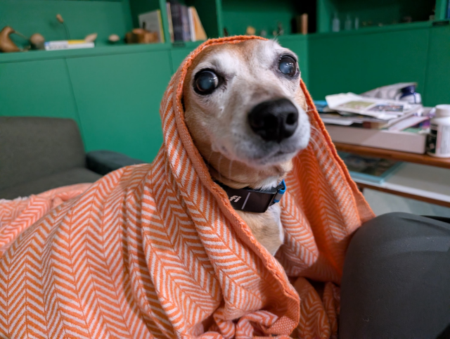dachshund-mix is sitting on a couch, an orange-and-white blanket is draped over his head and body in an elegant way