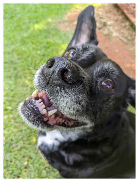 	
Close-up of a happy black dog with gray around its muzzle, looking up with mouth open, showing teeth. One ear is perked up and the other flops down. The background is green grass and a patch of reddish-brown ground. The dog appears joyful and alert.