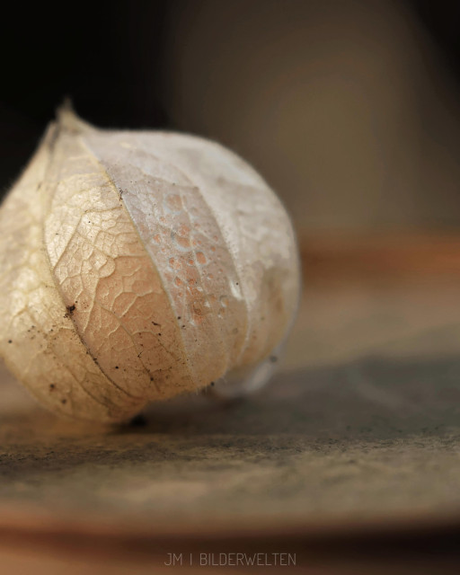 A close-up image of a delicate, papery husk of a physalis, resting on a textured surface. The husk has a light color with visible veins and hints of brown. The background is blurred, emphasizing the intricate details of the husk.

Ein Nahaufnahmebild einer empfindlichen, papierartigen Hülle einer Physalis, die auf einer strukturierten Oberfläche ruht. Die Hülle hat eine helle Farbe mit sichtbaren Adern und einem Hauch von Braun. Der Hintergrund ist verschwommen, was die komplizierten Details der Physalis-Hülle unterstreicht.