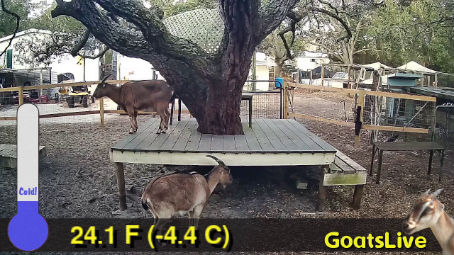 Two goats are shown, one standing on a deck and one  on the ground, with a lower third graphic showing a cartoon thermometer displaying the temperature of 24.1 F -4.4 C