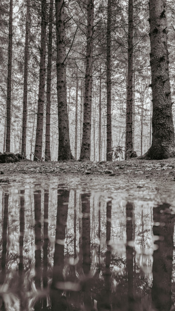 Das Bild zeigt einen Wald mit vielen hohen, geraden Bäumen, die dicht beieinander stehen. Am unteren Bildrand befindet sich eine Wasserpfütze, in der sich die Bäume spiegeln. Die Aufnahme ist in Schwarz-Weiß, wodurch die Strukturen der Baumrinde und die Kontraste zwischen Boden und Stämmen deutlich hervortreten.