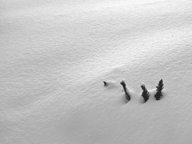 Snow in the front yard
