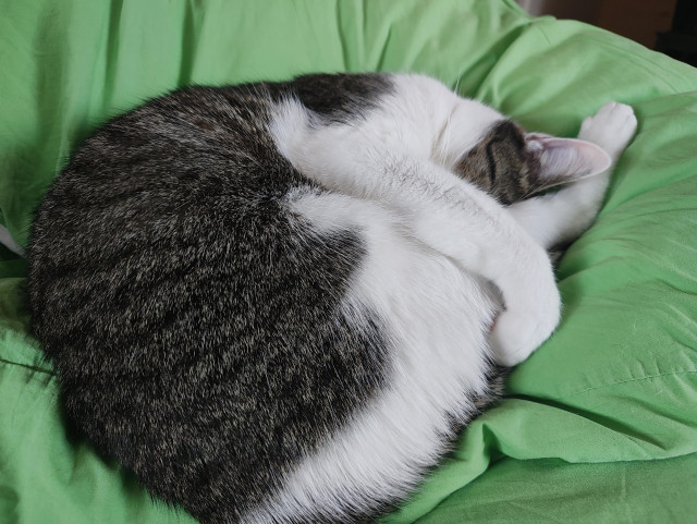 Kater Sammy liegt eingerollt, die Füße hinter den Ohren, auf einem Kopfkissen mit grünem kissenbezug 