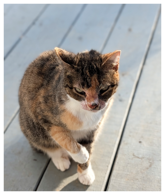 calico cat with white paws and a white chest sits on a sunlit wooden deck, lifting one front paw, making eye contact.