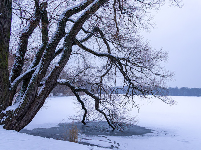 Ein mehrstämmiger Baum am vereisten und verschneiten See
Es wird bereits dunkel 