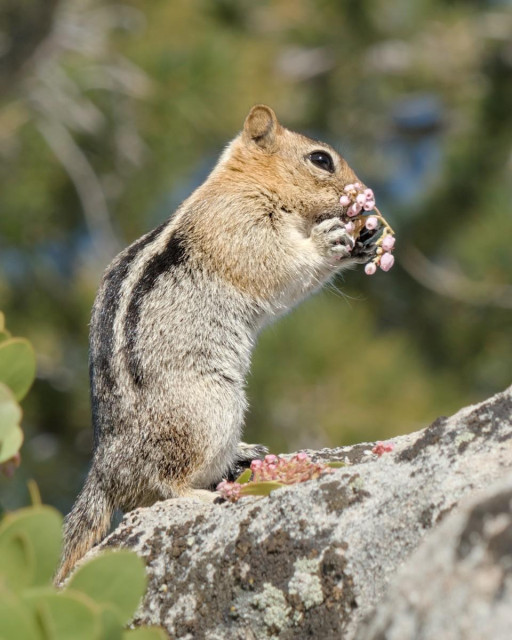 A color portrait photo of a small squirrel eating a cluster of small pink flowers. The squirrel squats on a gray rock facing toward the right. Green leaves are seen in the lower left and the background is out of focus green foliage. The squirrel has a gray body with two black stripes divided by a light tan stripe running down its side. The tail is unseen behind the foliage in the lower left. The squirrel's shoulders and head are a copper-gold color. Its eye is black and it clutches a cluster of small bell shaped flowers in its front paws.