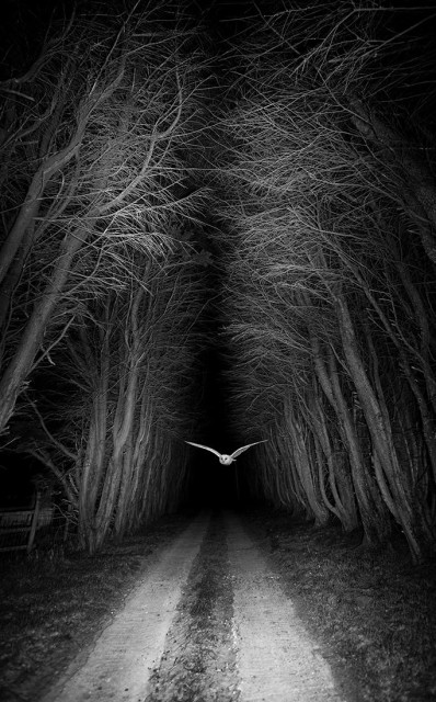 Zwart wit nachtfoto van Graham Eaton.

In het donker zweeft een witte kerkuil iets over een pad, tussen rijen kale bomen,
