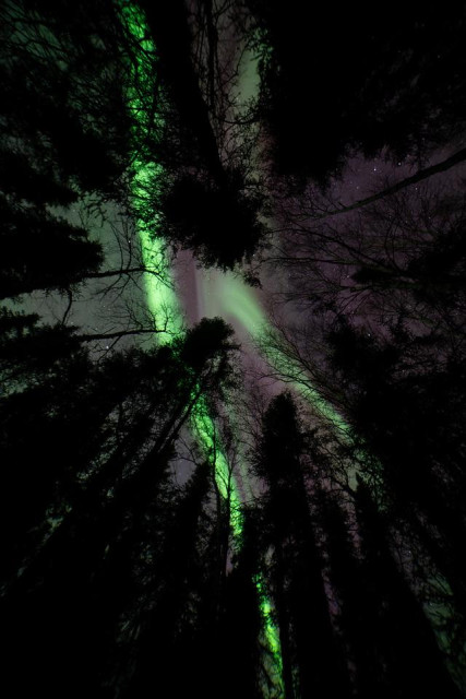 A vertical nighttime photograph of the aurora borealis seen through snow-covered spruce trees near Fairbanks, Alaska. Green aurora curtains stretch across the sky above the treetops, with faint stars visible through thin clouds. The trees are dark silhouettes with heavy snow on their branches.