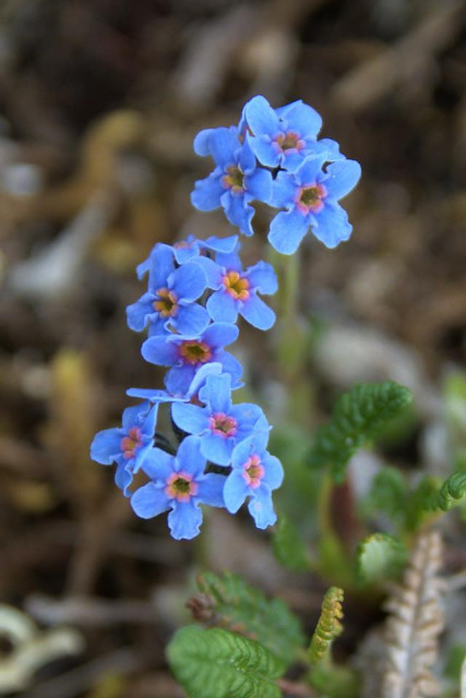 A close-up vertical photograph of alpine forget-me-not flowers (Myosotis asiatica). Several small blue flowers with yellow centers are in focus, with fine hairs visible on the stems and buds. The background is softly blurred, showing muted green and brown tones typical of alpine vegetation.