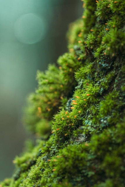 This is a macro photo of some moss I took on a hike. I can't super remember when or where this was, somewhere in Austria. I just like holding up the macro lens up real close to something real small. You look at moss and just see this green homogenous carpet, but it's not, there's so much detail. It's a little world in itself. 