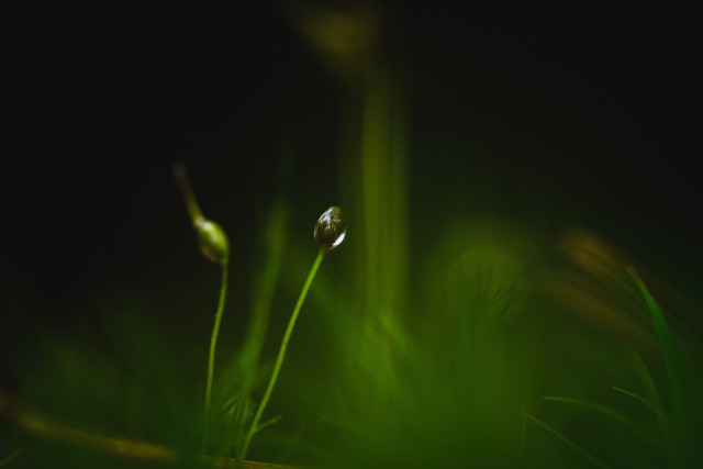 A macro photograph of a couple of small moss sporophytes, one of them is enveloped by a water drop. The sporophytes are slightly to the left in the frame and the rest of the image of green from soft, out of focus moss and above, darker shadows.