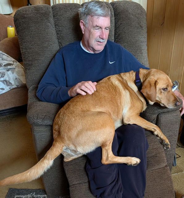 Golden lab is sitting on her pal's lap in a brown recliner.