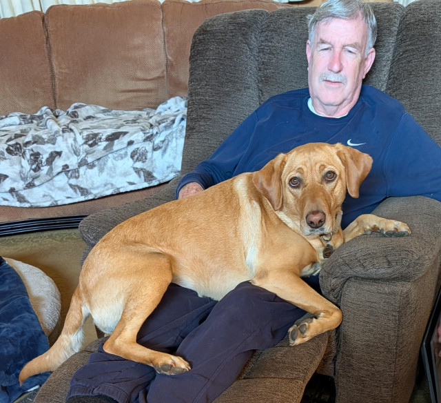 Golden lab is lying across her pal's lap while they are sharing a brown recliner.