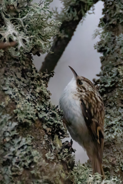 Ein Baumläufer an einem mit Moos und Flechten bewachsenem Ast.