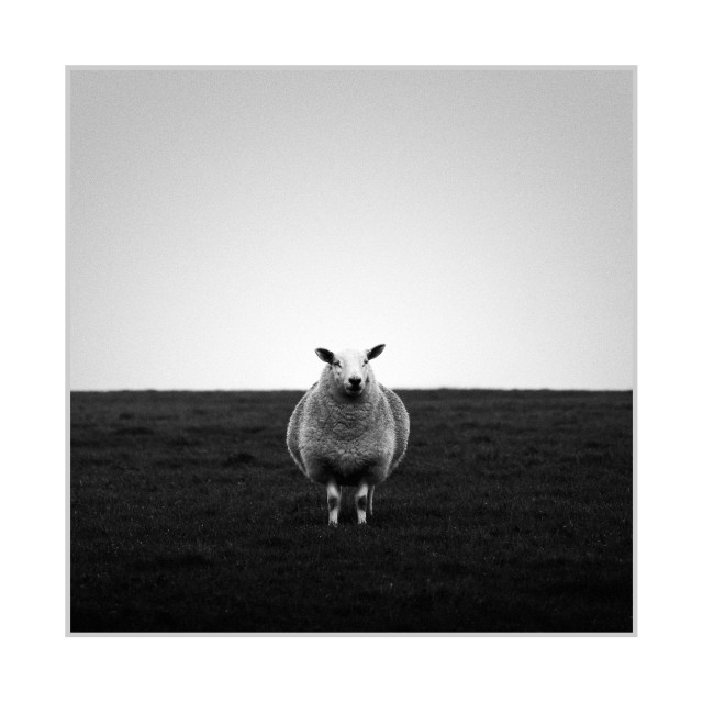 Square black-and-white photograph. A single sheep stands centered in a dark grassy field, facing the camera, with its body and wool rendered in bright tones against the darker ground. A flat horizon line runs behind the sheep, and a large, pale sky occupies most of the upper part of the frame, fading slightly darker toward the top.