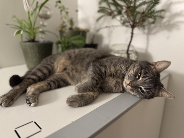 Gråspräcklig katt ligger på varmvattenberedare, bredvid krukor fyllda med granskott och blommor. 