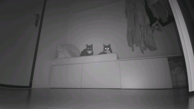 Pookie and Wessie, two handsome tuxedo cats, sitting on a bench near the entrance of my house, both in the dark (it's night) so they have laser eyes