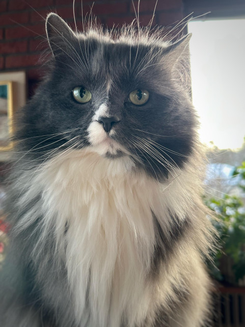 En långhårig grå och vit katt bara ansiktet och den vita halskragen i närbild. Han tittar rakt fram med piggelinegröna lite trötta ögon. I bakgrunden en röd tegelvägg och ett fönster med gröna växter.