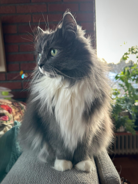 En långhårig grå och vit katt sitter på armstödet till en grå soffa i halvt motljus som får pälsen att glittra. Han tittar ut bild till vänster med piggelinegröna ögon. I bakgrunden en röd tegelvägg och ett fönster med gröna växter.