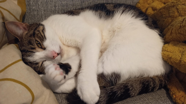 A little sleepy tabby kitty, lying on her side, looking sleepily at the camera