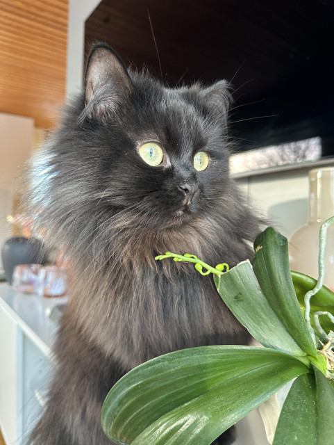 Porträtt av en svart långhårig katt med vida gula ögon och huvudet på sned spejar snett till höger ur bild