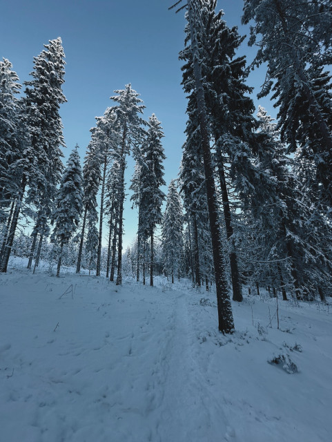 Forest trails in winter
