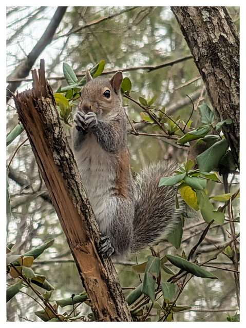 gray squirrel with a bushy tail perches on a broken tree branch, holding food in its front paws. green leaves and tree trunks surround it, and a blurred background shows more foliage and tree branches.