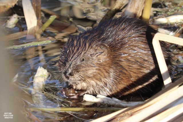 Photograph of a wet-furred muskrat sitting in shallow water among collapsing cattail stalks while it eats a bit of food grasped in its paws.