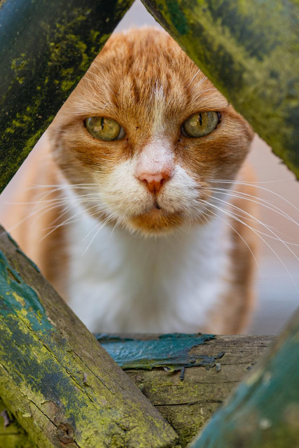 Eine rotbraune Katze schaut durch einen Jägerzaun direkt in die Kamera. Sie hat hellgrüne Augen und weißes Brustfell. 