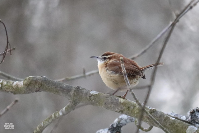 Photograph of a small brown and beige bird on a tree branch against a nearly colorless winter background. It's very fluffy and round with a thin beak and slender, upright tail feathers.