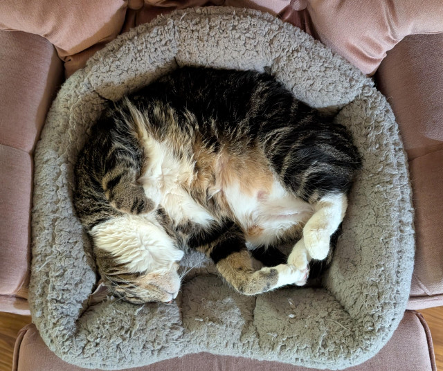 Photo taken from above showing the outer edges of a wood floor around the soft, pink arms and cushions of an armchair around the squooshy embrace of a plush, grey cat bed around the blissful, curling bud of a sleeping, darkling tabby with a white belly trimmed with cookie dough colored markings. It is like a topographical map of eep or a mandala of cuddle.