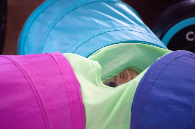 A kitten-ish eye peers out from the convergence of multicoloured nylon play tubes. 