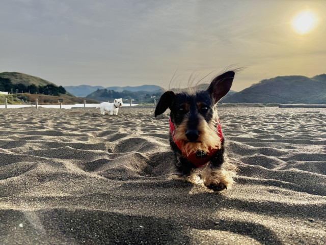 a dachshund running, one ear up, one down. on the sand in the distance is a westie