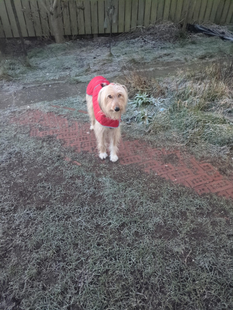 A lean furry blonde dog with soulful eyes and a long muzzle stands on a path on a green lawn. They are wearing a snazzy red coat. They look imploringly at you, waiting for their walk.