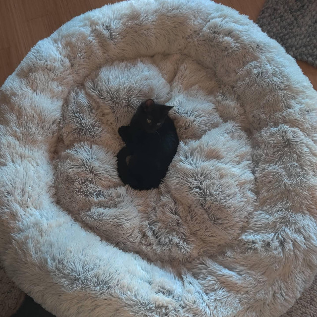A beautiful, intelligent, talented, and brave black kitten curled up in the center of a large, round, fluffy, white dog bed. Such a great cat.