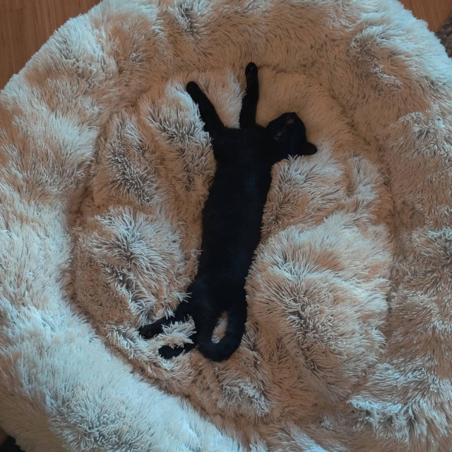 A small black kitten stretched out to full length on a large, round, fluffy, white dog bed. Isn't he the best? He is.