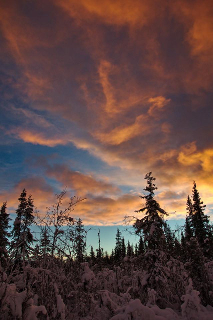 A winter sunset over a spruce forest in Fairbanks, Alaska. Snow-covered black spruce trees form a dark, uneven silhouette along the bottom of the image. Above them, thick, layered clouds glow pink, peach, and orange, fading into pale blue sky near the horizon. The warm colors contrast with the cold, shadowed forest below.