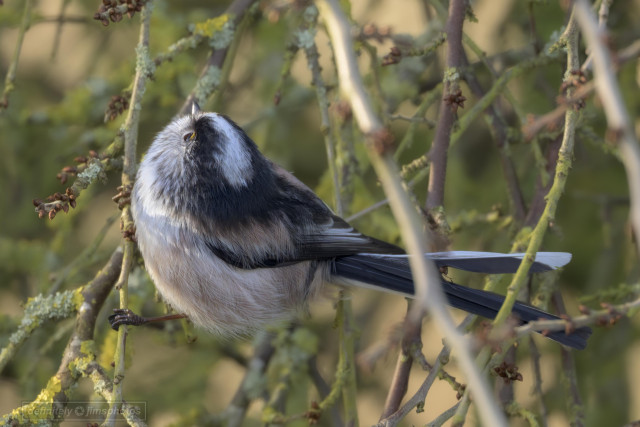 a small bird with a long tail