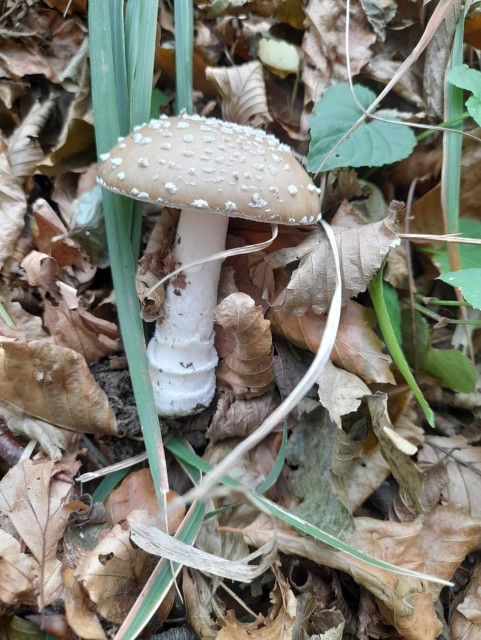 A panther cap, found among grass and fallen chestnut leaves. Stipe has a volva but lacks a visible ring. The cap is  typically hazelnut brown with worts.