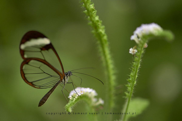This close-up study captures the Greta oto in profile, clinging to a hirsute botanical stem adorned with delicate, pale inflorescences. The specimen exhibits characteristic wing transparency, with clear membranes framed by deep fuscous margins and a distinct white subapical band. The background is a soft, diffuse tapestry of verdure, where the bokeh effect creates a seamless continuum with the butterfly’s wings; this transparency allows the creature to dissolve into its environment, illustrating a masterclass in evolutionary crypsis.