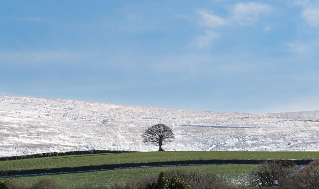 A lone, leafless tree in a pasture. Behind it is a long snow-dusted hill, and above that a few white clouds in a pale blue sky