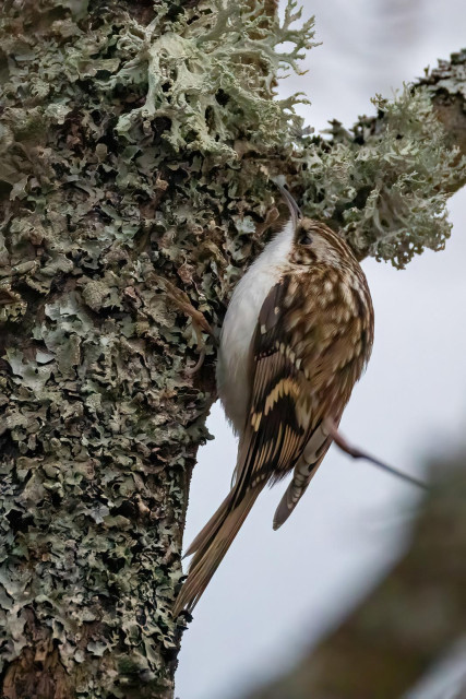 Ein Baumläufer an einem mit Moos und Flechten bewachsenem Baum