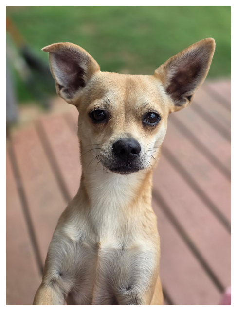 	
A small tan chihuahua with large, pointed ears and dark eyes looks directly at the camera, standing on redwood-style deck. blurred green grass in the background. 
