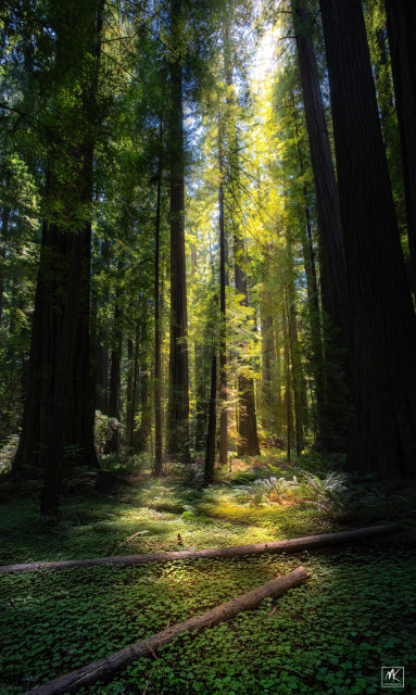 Color photo looking into a redwood forest with sunlight streaming down forming pools of light on forest floor’s carpet of greenery with scattered logs crossing it. 